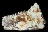 Eocene Ruminant (Phaneromeryx) Jaw Section - France #155948-1